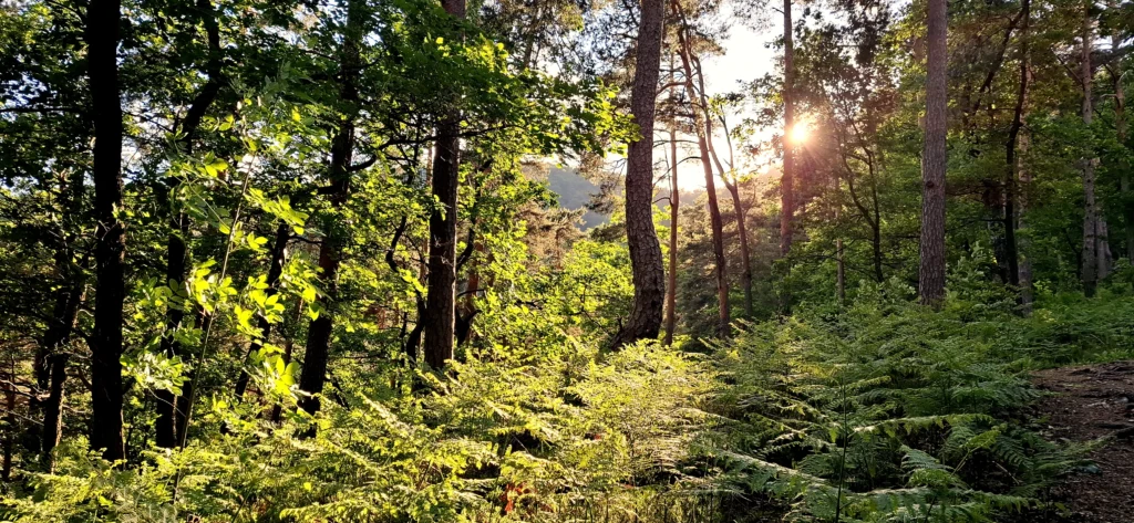 Farnblätter leuchten im Licht der Abendsonne.
