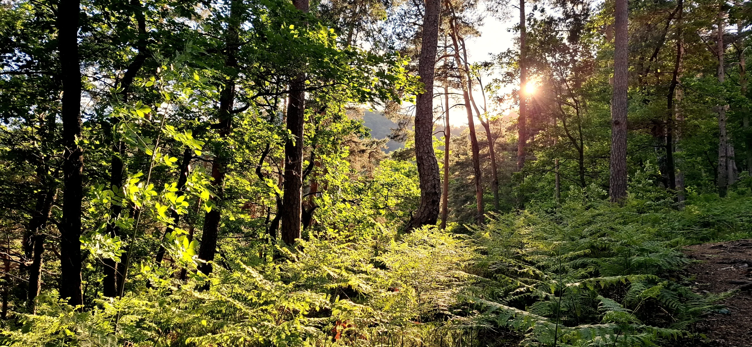 Farnblätter leuchten im Licht der untergehenden Sonne.