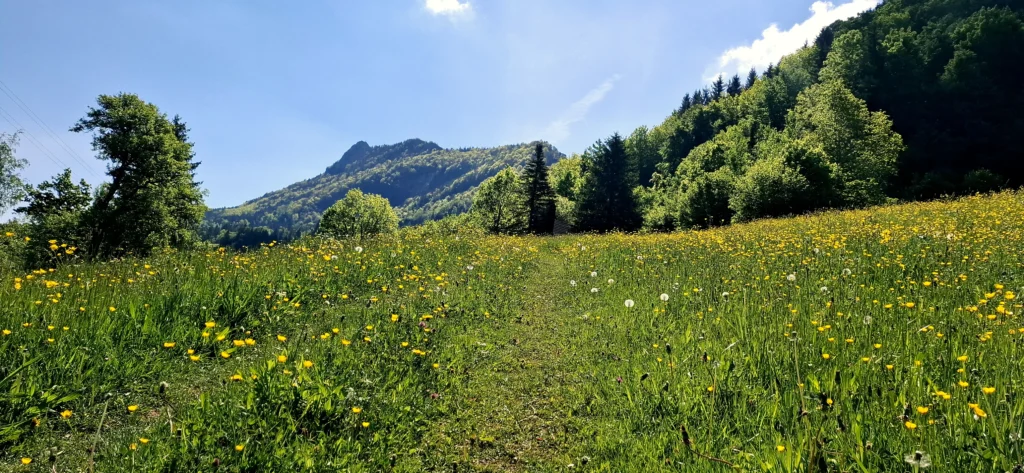 Blumenwiese und bewaldete Höhenrücken, darüber blauer Himmel.