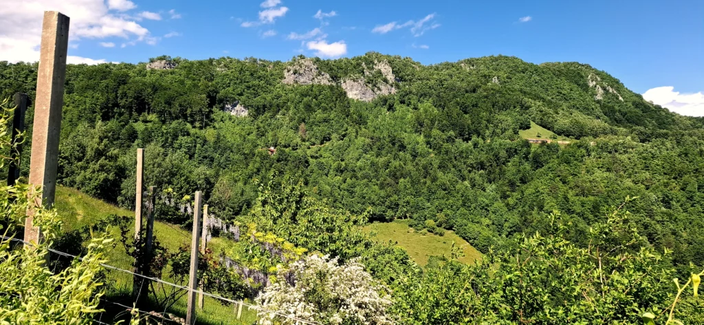 Blick auf bewaldete Berge und Felsen.