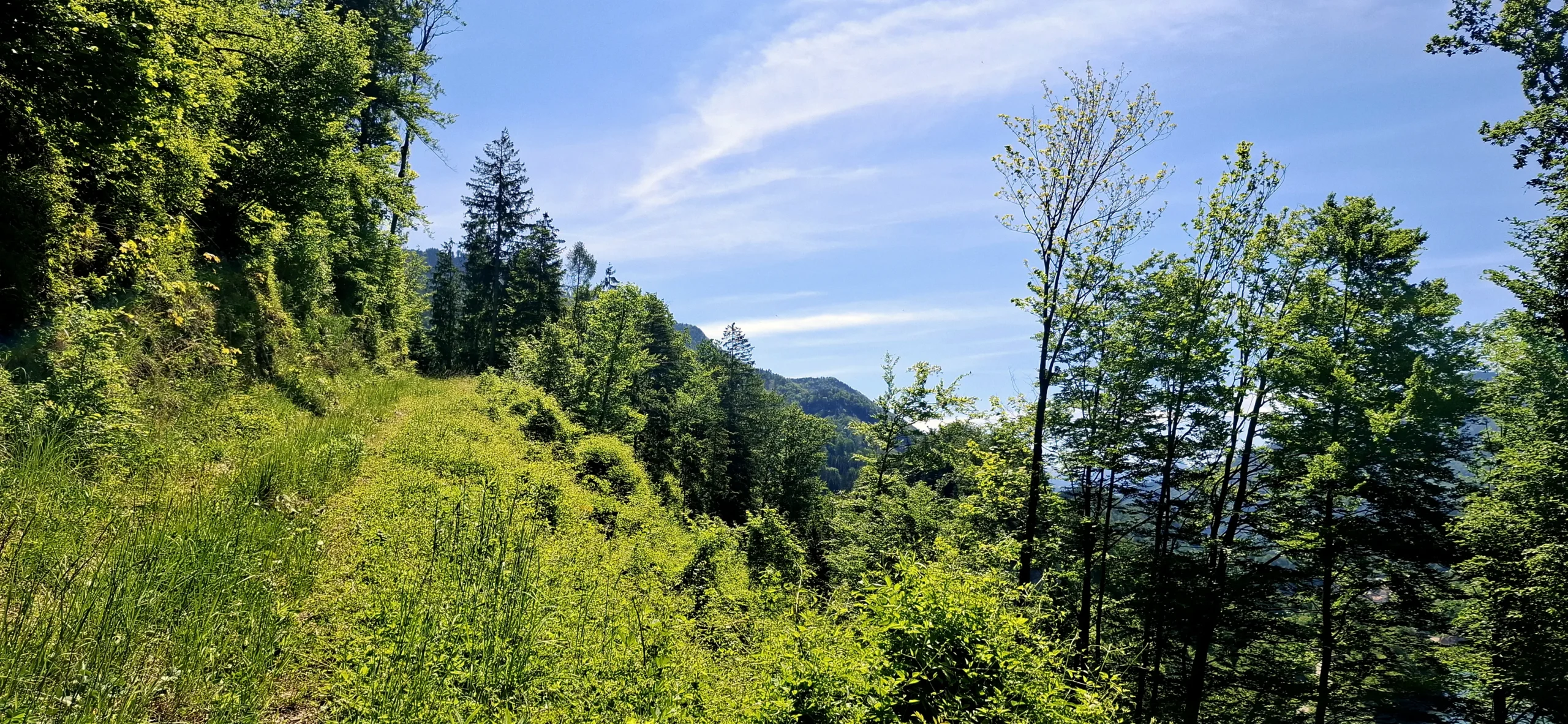 Blick über das Ennstal in Richtung Kleinreifling. Im Vordergrund stehen maigrüne Sträucher. Im Hintergrund stehen Berge.