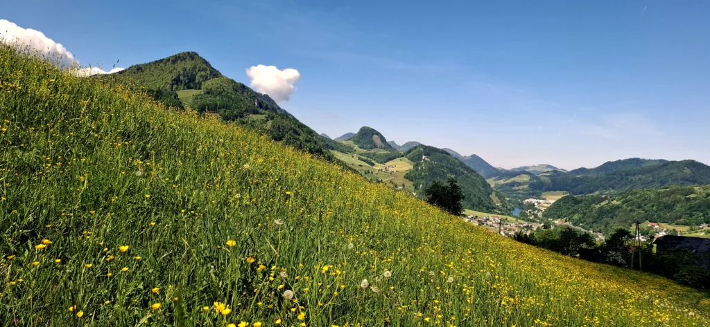Bewaldete Berge und Blumenwiese vor blauem Himmel.
