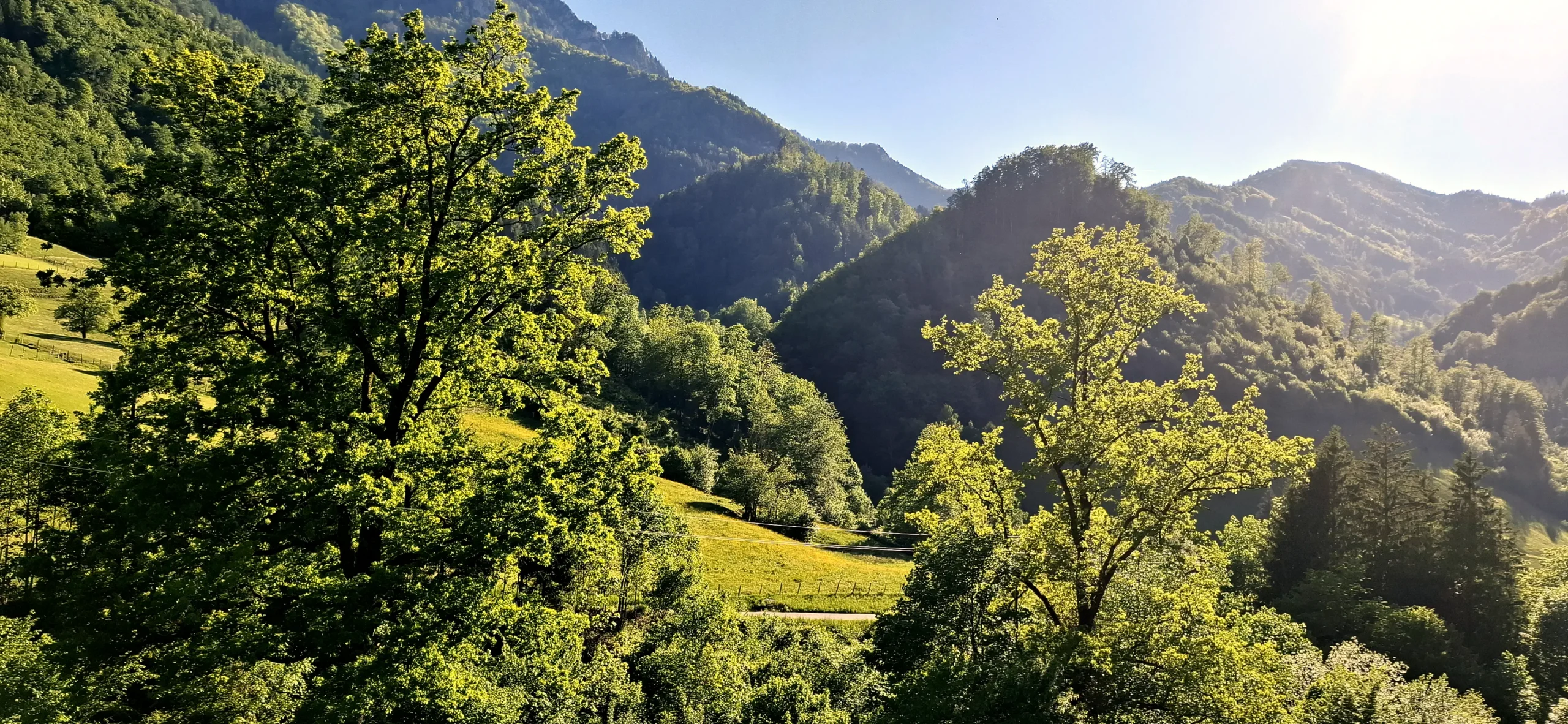 Berglandschaft im Trattenbachtal. Maigrüne Bäume leuchten im frühen Abendlicht.