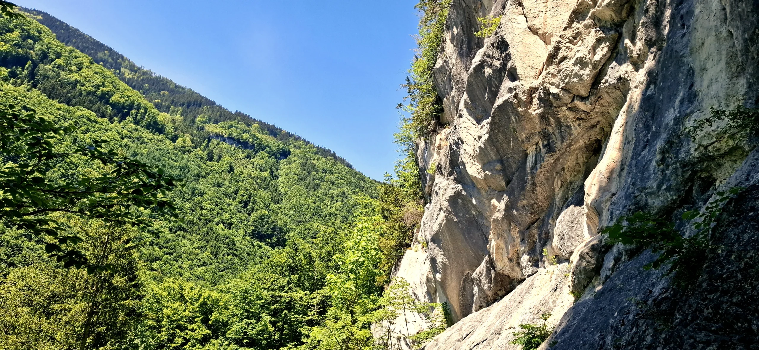 Kleinreifling