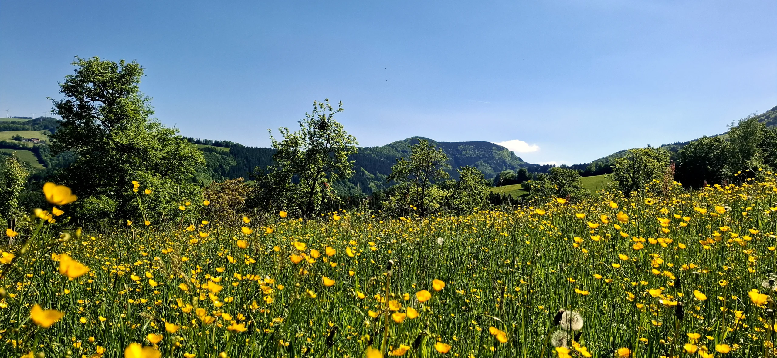Blumenwiese und bewaldete Höhenrücken, darüber blauer Himmel.