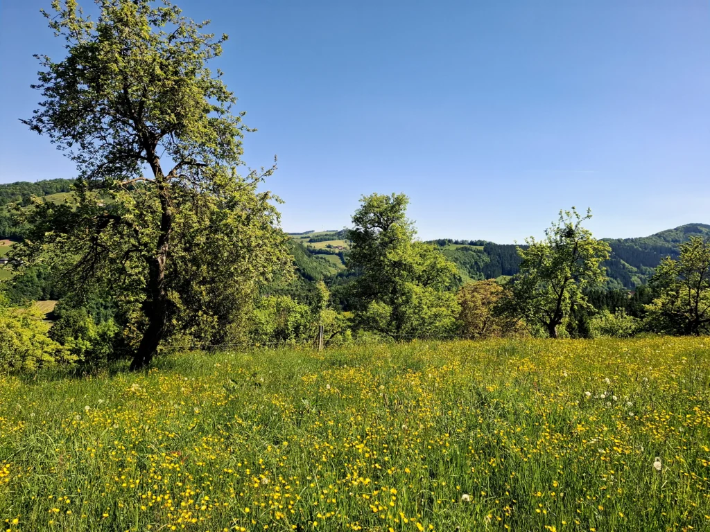 Blumenwiese und Obstbäume.