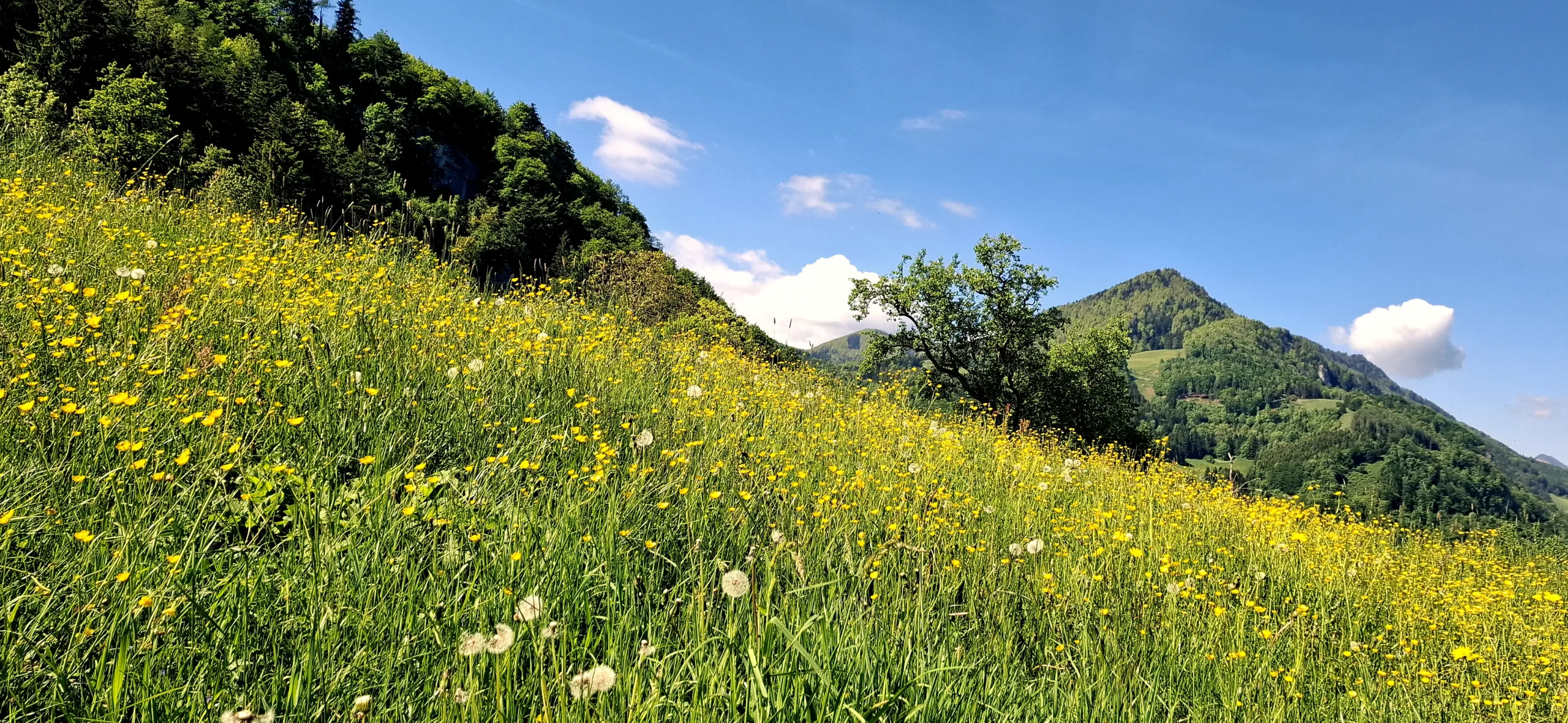 Bewaldeter Berghang und Blumenwiese vor blauem Himmel.