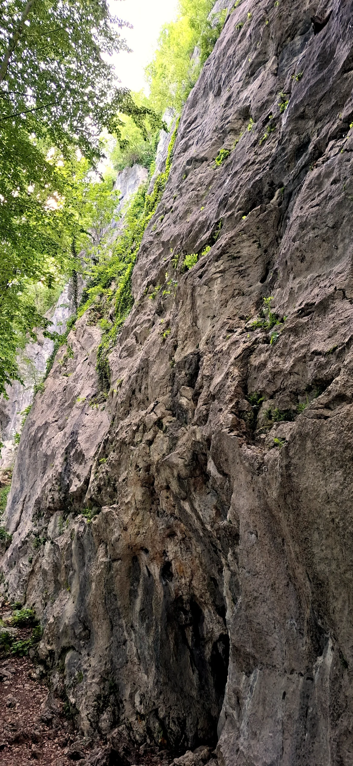Felswand aus Kalkstein.