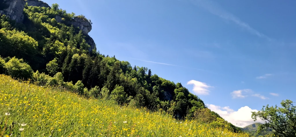 Blumenwiese und bewaldeter Bergrücken vor blauem Himmel.