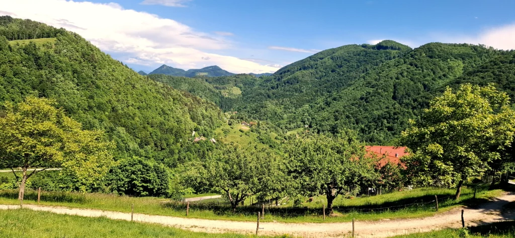 Blick auf bewaldete Berge. Im Vordergrund stehen Obstbäume.